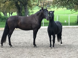 Foto 27.09.17, 09 27 54